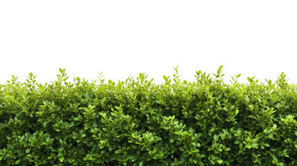 Obraz premium Green hedge with transparent background creating natural border