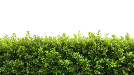 Green hedge with transparent background creating natural border