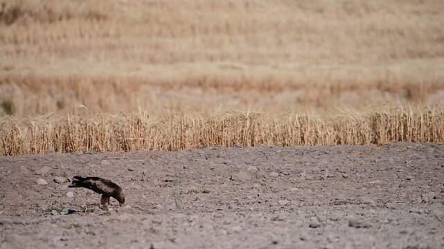 Booted eagle feeding on its prey in a dry field