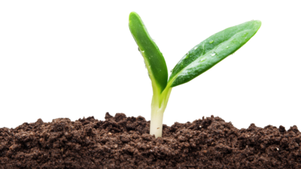 Small plant growing from the ground with transparent background