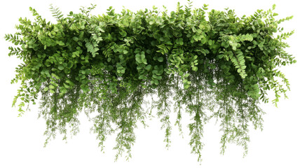 Obraz premium Hanging vines with green leaves on transparent background