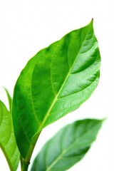 Fototapeta premium Delicate green leaf isolated on white background, leaf, botanicals, garden