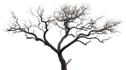 Leafless tree with twisted branches standing tall on transparent background