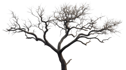 Leafless tree with twisted branches standing tall on transparent background