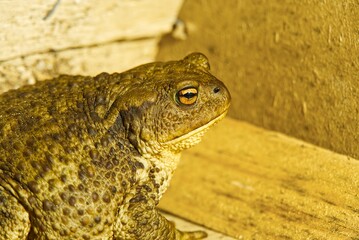A large toad with brown and green mottled skin is perched on a weathered wooden board, its eyes bulging slightly. The background is softly blurred, creating a beautiful depth-of-field effect.