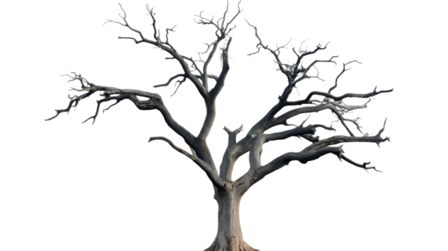 Majestic leafless tree standing tall against transparent background