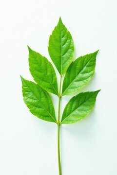 Delicate green leaf isolated on white background, nature, greenery, flowerless