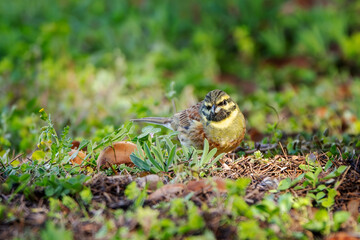 Adult male cirl bunting (Emberiza cirlus) looking for food on a meadow.