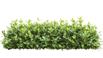 Obraz premium Green bush isolated on transparent background for architectural mockups