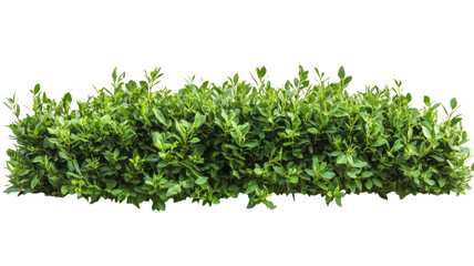 Green bush isolated on transparent background for architectural visualization
