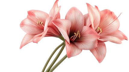 Obraz premium Pink amaryllis flowers blooming with transparent background