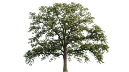 Majestic green oak tree standing tall on transparent background