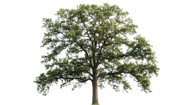 Majestic green oak tree standing tall on transparent background