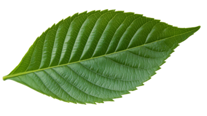 Vibrant green leaf showing detailed veins on transparent background