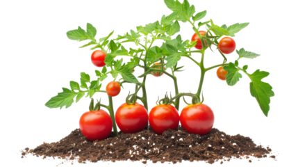 Tomato plants growing in soil on transparent background