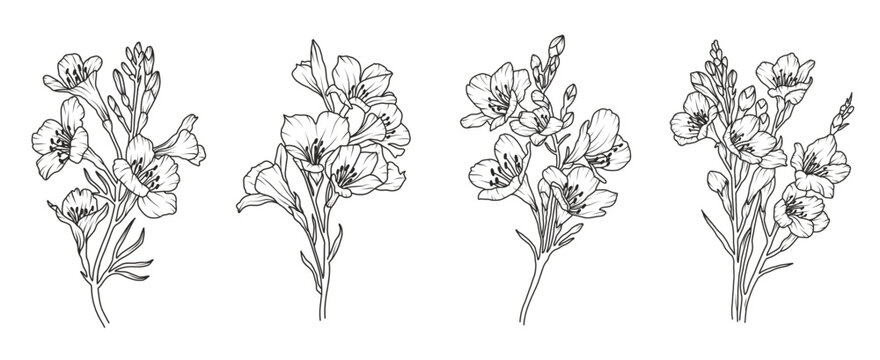 Set of freesia flower line art. Floral logo hand drawn sketch. Wild bouquet abstract elegant spring leaves. Black vintage botanical floral branch. Vector illustration in outline style