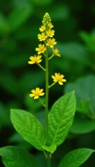 Yellowish-green flowers with long slender stems against a leafy green background, forest plants, flowering plant