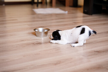 Small Russian spaniel puppy playing on a wooden parquet floor with a blue toy