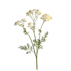 A solitary stalk of white yarrow against a clear backdrop