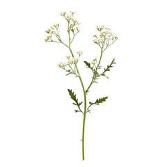A single stem of white yarrow on transparent background
