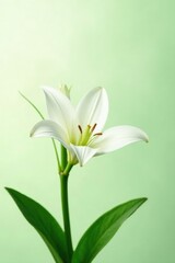 Fototapeta premium Delicate white lily blooms on a lush green stem, green, plants