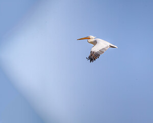 A Pelican