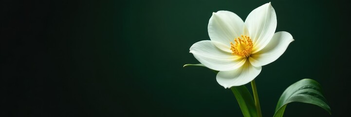 Fototapeta premium Delicate white petals unfolding from a dark green pot, bloom, botanical, flowers