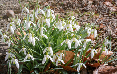 White snowdrop flowers blooming outdoors