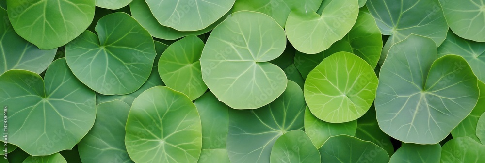 Poster a close up of green leaves with a green background. the leaves are arranged in a way that they look 
