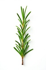 Obraz premium Isolated sprig of rosemary on white background, plant, nature, herb