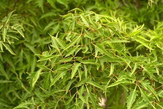 Polyscias fruticosa - Ming Aralia Foliage Close-up
