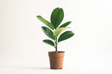 Fototapeta premium capture gentle elegance of single potted indoor plant against pristine white background highlighting its leaves intricate