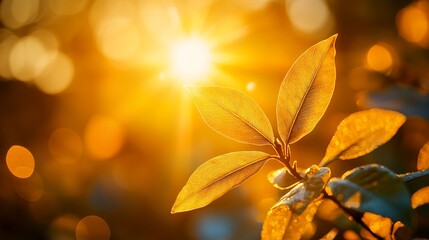 Sunlight Shining Through Golden Leaves on a Branch Creating Bokeh Effect