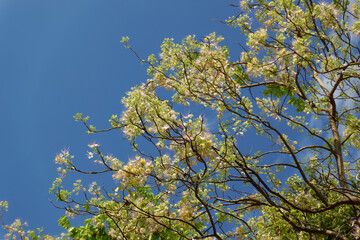 Flower of Sacred barnar, Caper tree, Sacred garlic pear, Temple plant.
