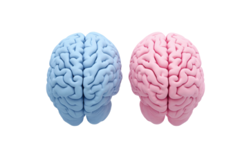 Colorful brain models for various functions, cut out