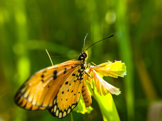 Tawny Coster Butterfly on Pale Flower: Close-Up of Orange Wings & Black Spots in Natural Sunlight (Acraea terpsicore)