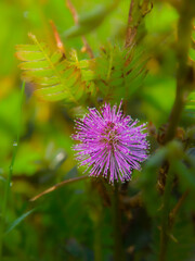 Vibrant Pink Mimosa Flower Amidst Green Foliage