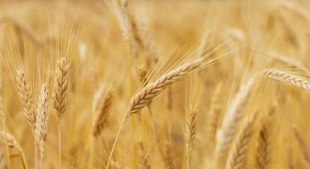 Mature ears of wheat in a field
