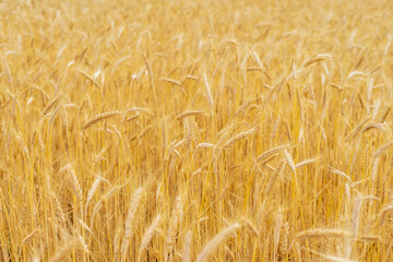 Mature ears of wheat in a field