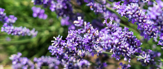 Lavender field in bloom, purple flowers