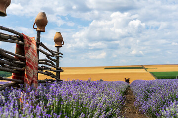 Wicker fence made of branches with a ceramic jug in a lavender field, Colonita, Moldova
