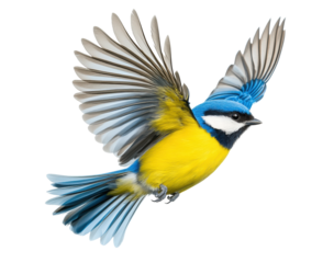 Blue tit bird flying with spread wings, cut out