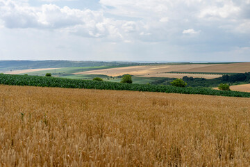 Mature ears of wheat in a field