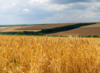 Mature ears of wheat in a field