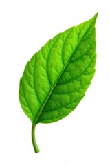 Obraz premium Delicate green leaf isolated on white background, stem, leaf