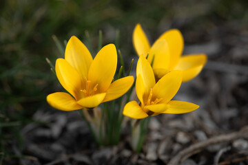 Yellow crocus blossom. Early spring blooming of crocus bulbs, close-up view of beautiful delicate yellow flowers