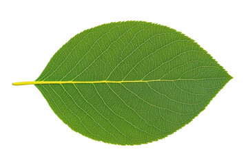 Obraz premium Large green leaf with detailed veins and texture, cut out