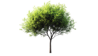 green tree with a transparent background, in the PNG