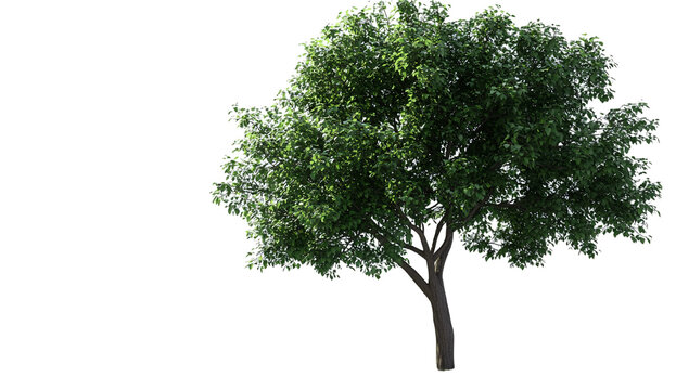 green tree with a transparent background, in the PNG