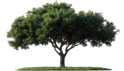 green tree with a transparent background, in the PNG